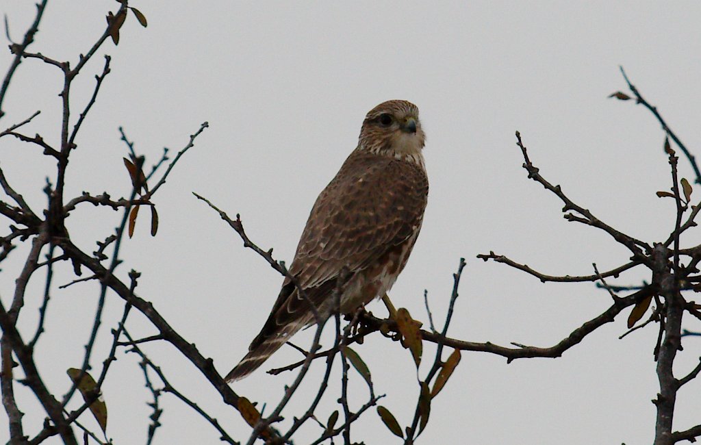 Merlin 2015-11-14_3.jpg - Prairie Falcon